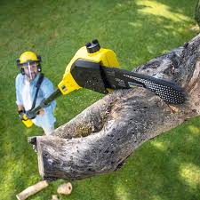 Professional Tree Care in Eagan, MN